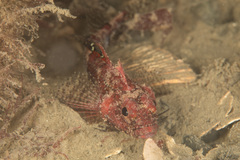 Ocellate Triplefin photo 3