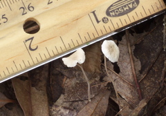 Entoloma sericellum