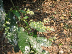 Trichostigma octandrum