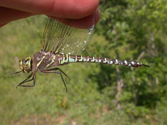 Aeshna interrupta lineata