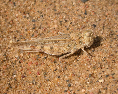 Trimerotropis agrestis