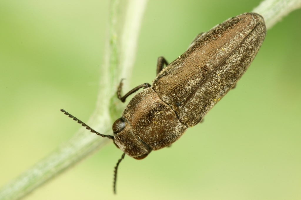 Sphenoptera jugoslavica