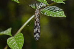 Tipula trivittata