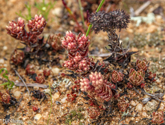 Crassula alpestris