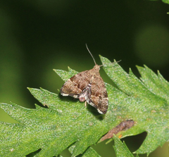 Anthophila plenicarinata