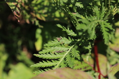 Anthophila plenicarinata