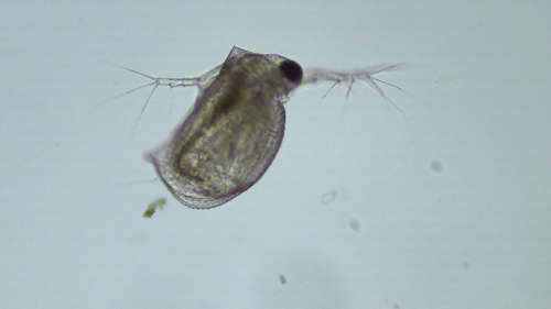 Ceriodaphnia reticulata