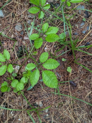 Bushkiller