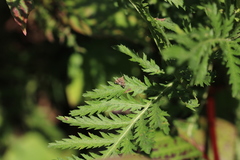 Anthophila plenicarinata