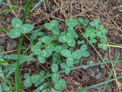 white clover
