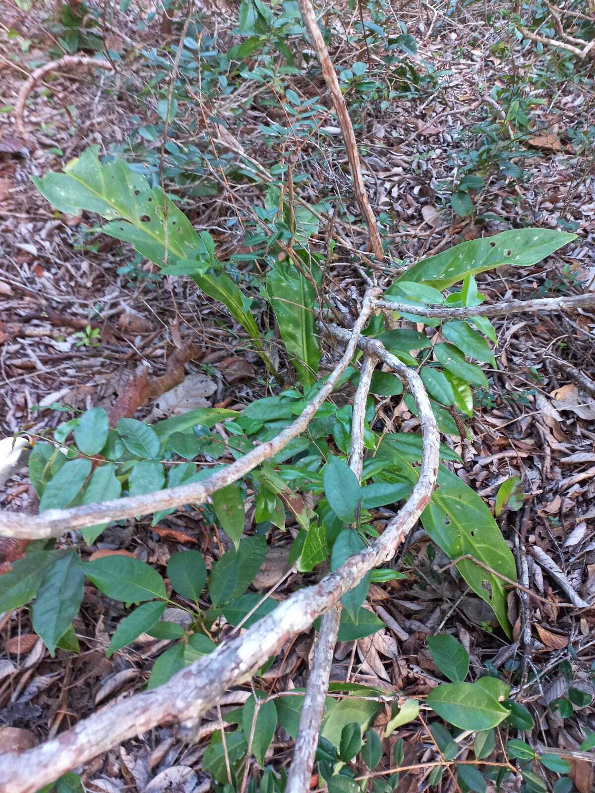 Anthurium affine