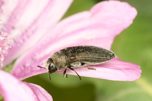 Acmaeodera brevipes