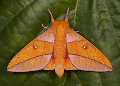 Adeloneivaia centrojason