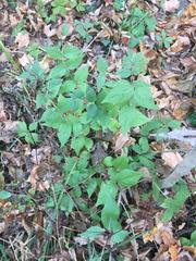 Lonicera maackii