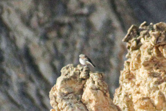 Ochthoeca leucophrys