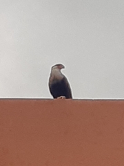 Caracara