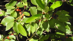 Bridelia leichhardtii