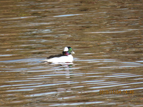 Bufflehead photographed in Idaho