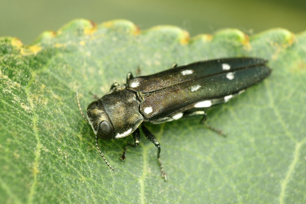 Agrilus ater