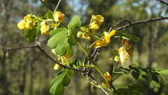Senna gaudichaudii