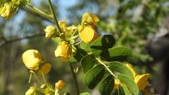 Senna gaudichaudii