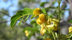 Senna gaudichaudii