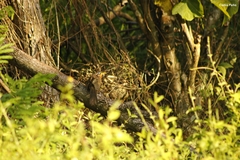 Morococcyx erythropygus