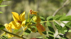 Senna gaudichaudii