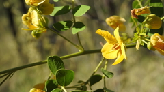 Senna gaudichaudii