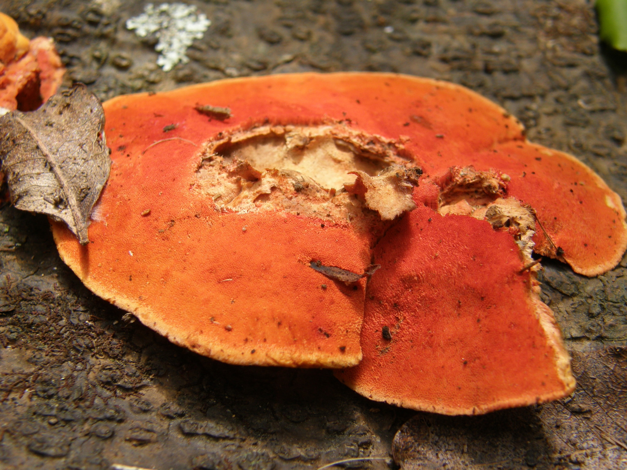Pycnoporus coccineus image
