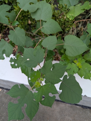 Paper mulberry