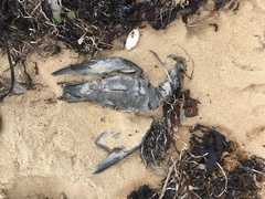 Ardenna tenuirostris