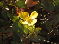 Dendromecon harfordii