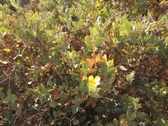 Dendromecon harfordii