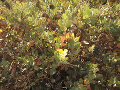 Dendromecon harfordii