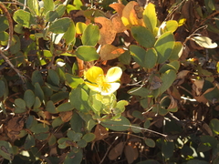 Dendromecon harfordii