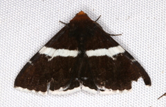 Buzara frontinus