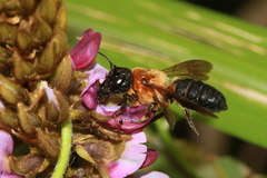Megachile monticola