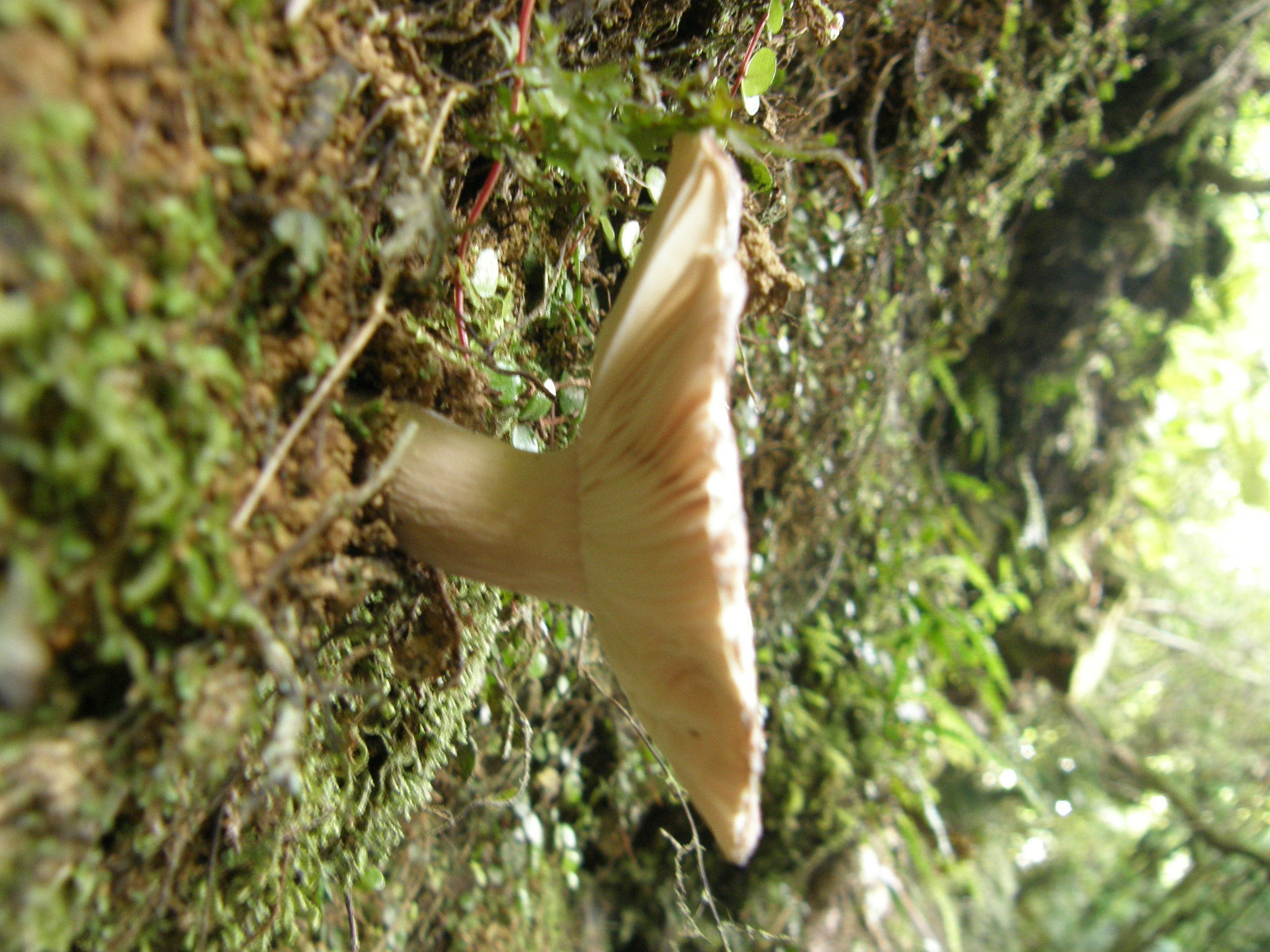 Russula griseoviridis image