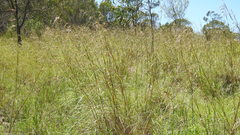 Themeda avenacea