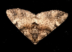 Syneora adelphodes