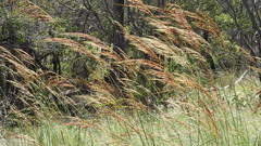 Sorghum plumosum