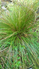 Carex secta