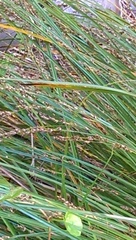 Carex secta