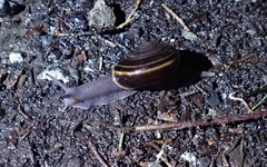 Helminthoglypta sequoicola