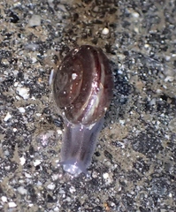 Helminthoglypta sequoicola