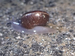 Helminthoglypta sequoicola