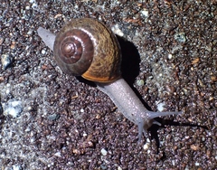 Helminthoglypta arrosa