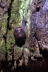Helminthoglypta sequoicola