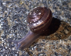 Helminthoglypta sequoicola